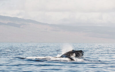 La relation entre energies renouvelables et changement climatique